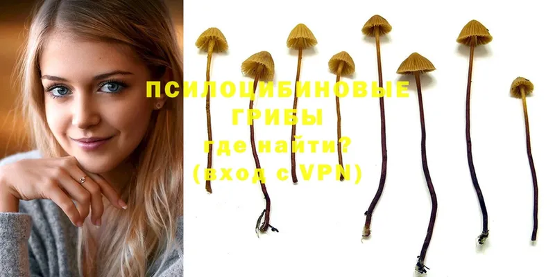 где купить   Сортавала  Псилоцибиновые грибы Psilocybe 